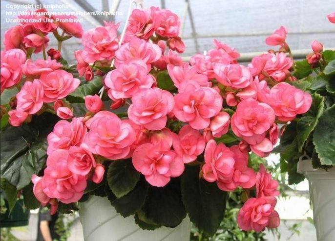 B. ‘Barbara’
